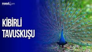 kibirli tavuskusu masal dinle turkce masallar youtube