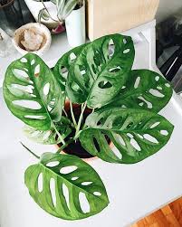 Gek Op Gatenplanten Dan Is De Monstera Obliqua Ideaal Voor Jouw Urban Jungle Interieur Via Alphabeticallife Plants Pretty Plants Cool Plants