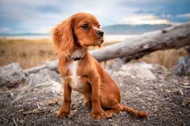 Pin Van Daily Dogs Op Kutyak Hondenliefhebbers Puppy S Hondenspullen