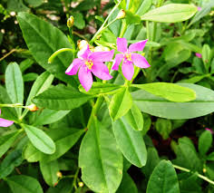 Image result for Talinum portulacifolium