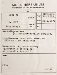 Image result for Anthospermum rigidum