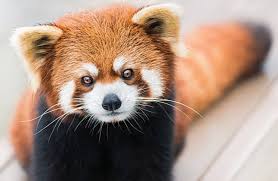 Panda Roux 5 Choses A Savoir Sur Cet Animal Vraiment Trop Mignon Panda Roux Animaux Exotiques Animaux Adorables