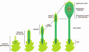 Since bryophytes live in shady, wet environments, they are considered as amphibians of the plant kingdom. The Moss Calyptra A Maternal Structure Influencing Offspring Development