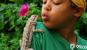 Tujuan mengamati struktur bunga b. Jenis Kadal Yang Bisa Dipelihara Di Rumah Unik Dan Aman Dirawat