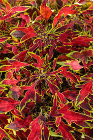 Image result for Coleus tetragonus
