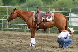 Mar 30, 2020 · breeding and reproduction horse breeding from planning. How To Bandage A Horse S Leg Asset Publisher