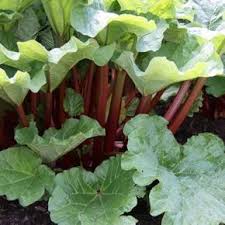 Rhabarber Ernten Und Einfrieren So Wird S Gemacht Rhabarber Pflanzen Gemuse Anbauen Garten Pflanzen