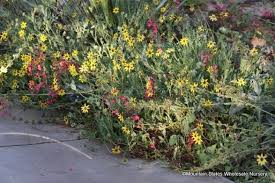 We did not find results for: Berlandiera Lyrata Chocolate Flower Mountain States Wholesale Nursery