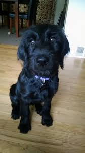 F1 Black Labradoodle Puppy Those Eyes Black Labradoodle Puppy Black Labradoodle Labradoodle Puppy