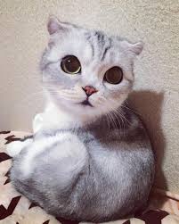 meet hana a japanese kitty with incredibly big eyes who is taking instagram by storm cute baby animals cute cats animated animals