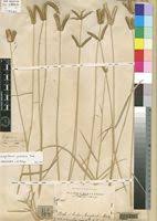 Image result for Dactyloctenium geminatum