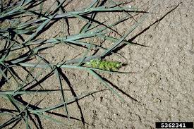 Image result for Cenchrus riparius