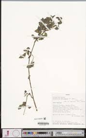 Image result for Heterotis decumbens