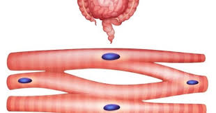 Muscular System Powerpoint And Notes Distance Learning Anatomy And Physiology Muscular System Physiology