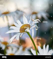 Beautiful white daisy flowers hi-res stock photography and images