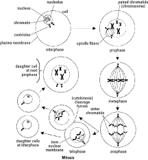 Historic historic 1882 mitosis drawings. Cell Division