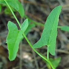 Image result for Convolvulus arvensis