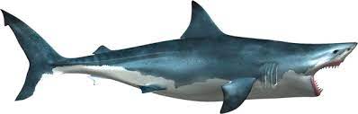 Shark Png Shark Sea Animals Great White Shark