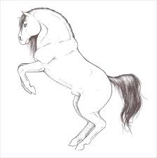 19 Beautiful Horse Drawings Design Trends Premium Psd Vector Downloads If you are interested in purchasing a commissioned drawing from me, send me a message for more information. 19 beautiful horse drawings design