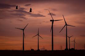 How many birds do wind farms kill?