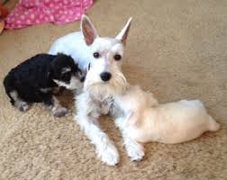 Black And White Miniature Schnauzer Bella White Miniature Schnauzer With Bandit Black Silver Milo White Puppies 2014 White Miniature Schnauzer Schnauzer Mini Schnauzer