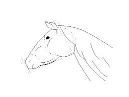 Nouvelle vidéo pour apprendre a dessiner une tete de cheval rapidement :). Dessiner Un Cheval Pratique Fr