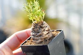 Image result for Aeollanthus subacaulis