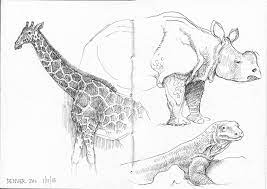 Sketching At The Denver Zoo Zoo Drawing Animal Art Sketchbook Inspiration