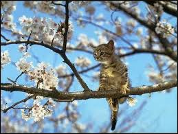 Printemps Gif Anime - Printemps gifs animes 434416