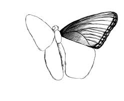 How To Draw A Butterfly Draw Central This would give a realistic look. how to draw a butterfly draw central