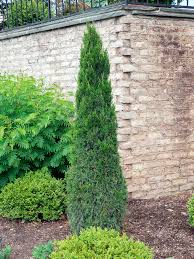 Image result for Juniperus