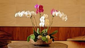 Lunar new year flowers 2020. Chinese New Year Orchid Arrangement Flower Care Gift Flowers Hong Kong