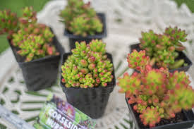 Welcome to our blog about gardening. Garden Patio Succulent Sedum Dendroideum Well Rooted Plug Tree Stonecrop Grown In The Uk Globalgym Parsberg Com
