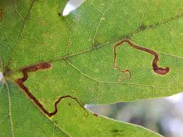 Image result for Stigmella aceris