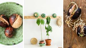 Aus bioavocadokern inkl.keramikübertopf gesamthöhe ca.1 m selbstabholung. Einen Avocadobaum Zuchten Amicella De