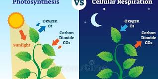 Saluran nafas bagian atas terdiri dari respirasi pada tumbuhan. Perbedaan Fotosintesis Dan Respirasi Halaman All Kompas Com