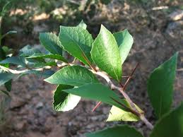 Image result for Scolopia zeyheri
