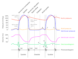 wiggers diagram wikipedia