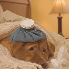 When dogs are diagnosed with an isolated tumor, surgery is common. My Dog Needs A Spleen Removal Is That Bad Petsafe
