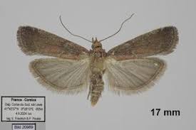 Image result for Delplanqueia inscriptella