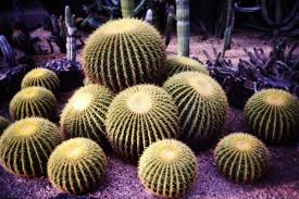 #1 in best things to do in phoenix. Desert Botanical Garden In Phoenix Arizona What To See And Do Wanderwisdom