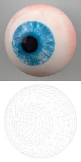 Human Eye 3d Model