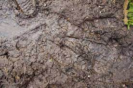 And that means the dogs are a muddy mess. How To Fix A Muddy Yard