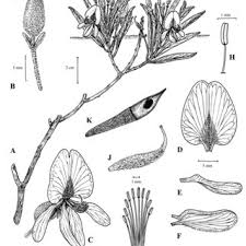 Image result for Crepidorhopalon schweinfurthii