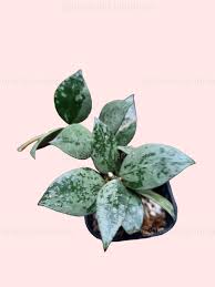 Image result for Olax aschersoniana