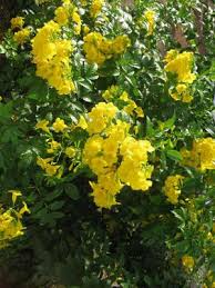 This native shrub is larger than the hybrid cultivars, and it has thin, strappy leaves that are better at conserving water. Yellow Bells Hortupdate July August 2010 Aggie Horticulture
