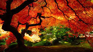 Get green maple leaves wallpaper. Free Download Beautiful Autumn Tree Hd Wallpaper Share This Awesome Hd Background On 1920x1080 For Your Desktop Mobile Tablet Explore 71 Cool Fall Backgrounds Fall Wallpaper Background For Computer