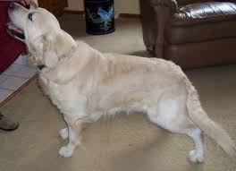 Beautiful kc registered golden retriever puppies. Akc English Cream Golden Retriever Adorable Ultra Light Puppies For Sale In Black River Falls Wisconsin Classified Americanlisted Com