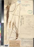 Image result for Loudetia simplex