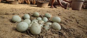 Tes mata dari tweet yang satu ini menjadi viral. Harga Bebek Petelur Afkir Siap Telur Dod Daftar Harga Tarif